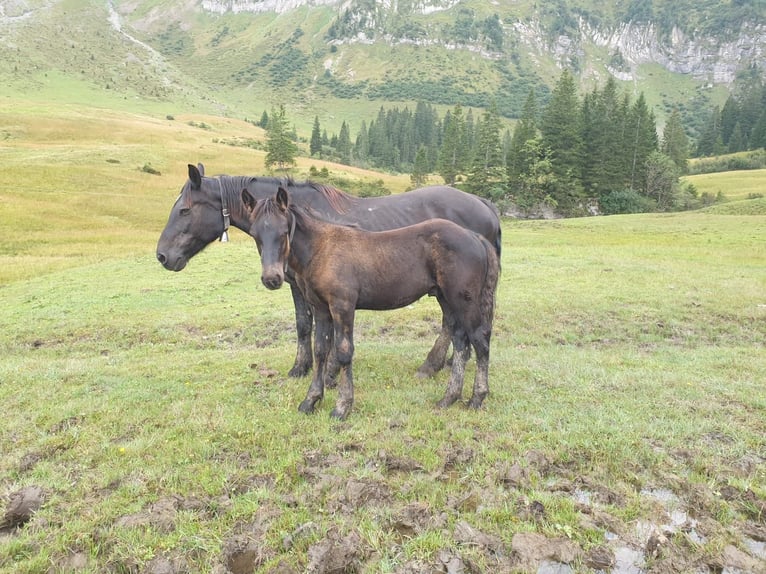 Noriker Hengst Fohlen (04/2024) Rappe in Schwarzach