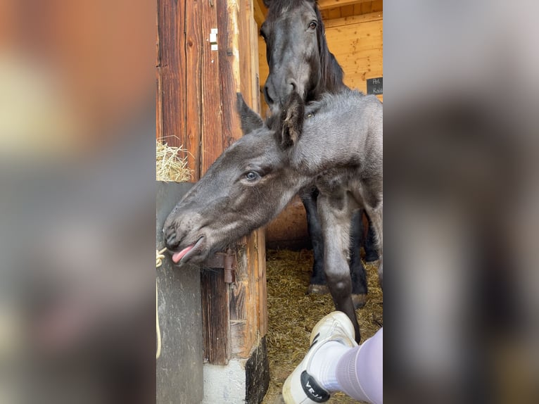 Noriker Hengst Fohlen (04/2024) Rappe in Schwarzach