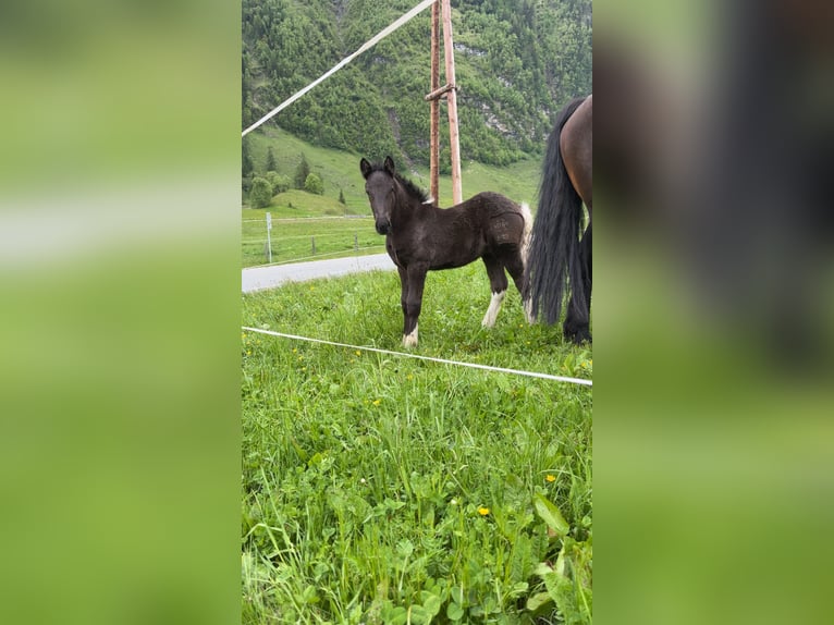 Noriker Hengst  Rappe in Rauris