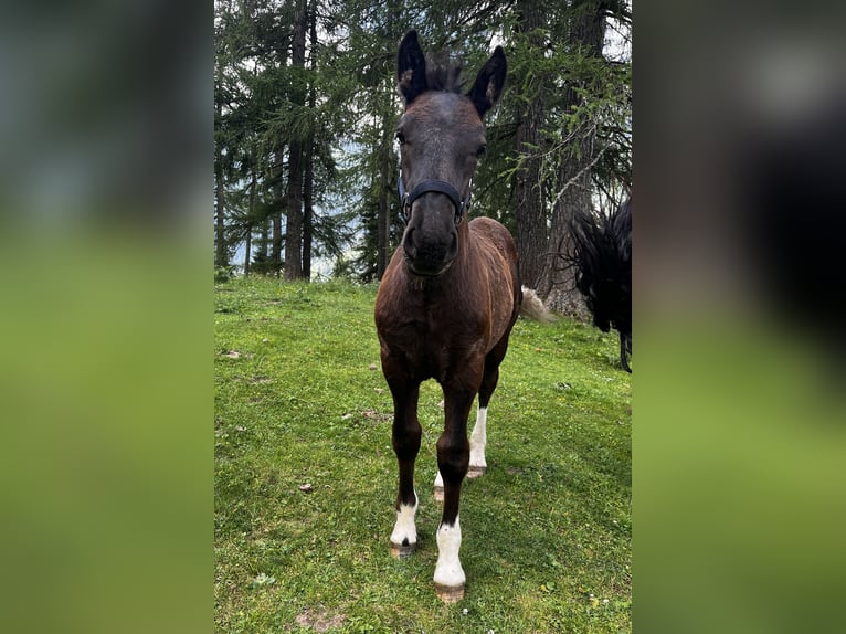 Noriker Hengst  Rappe in Rauris