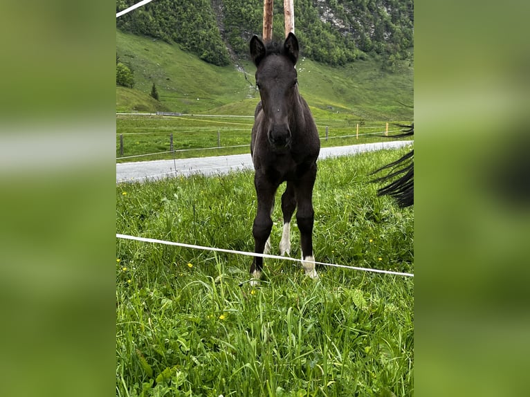 Noriker Hengst  Rappe in Rauris