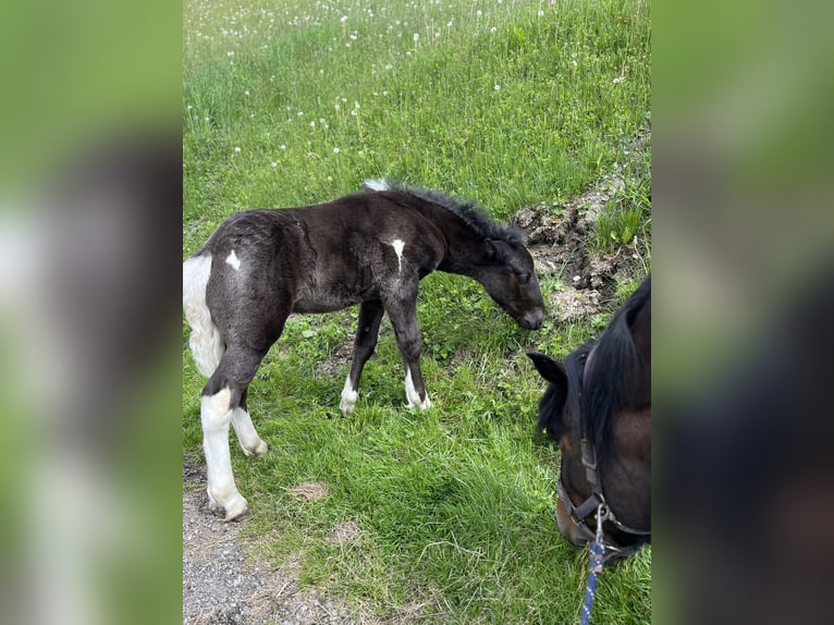 Noriker Hengst  Rappe in Rauris