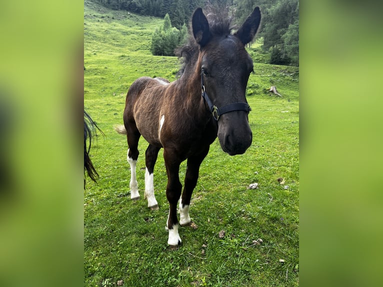 Noriker Hengst  Rappe in Rauris