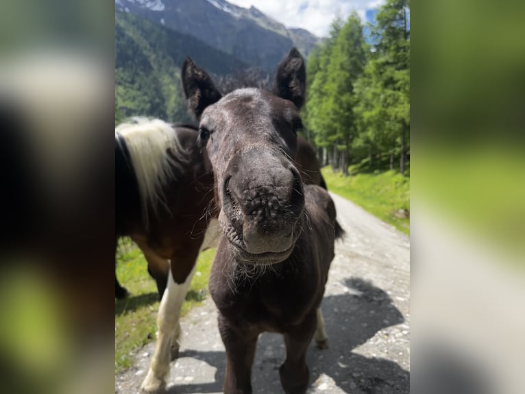 Noriker Hengst  Rappe in Rauris