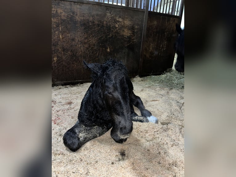 Noriker Hengst Fohlen (03/2026) Rappe in Hermagor