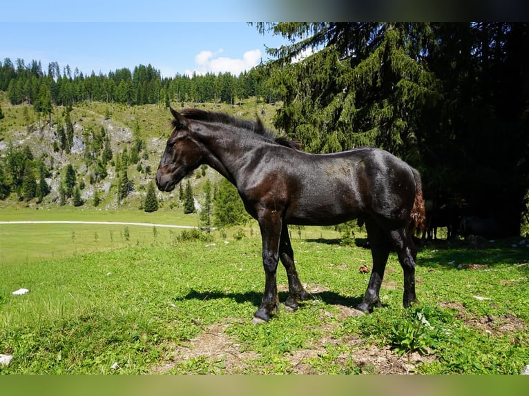 Noriker Hengst Fohlen (03/2026) Rappe in Hermagor