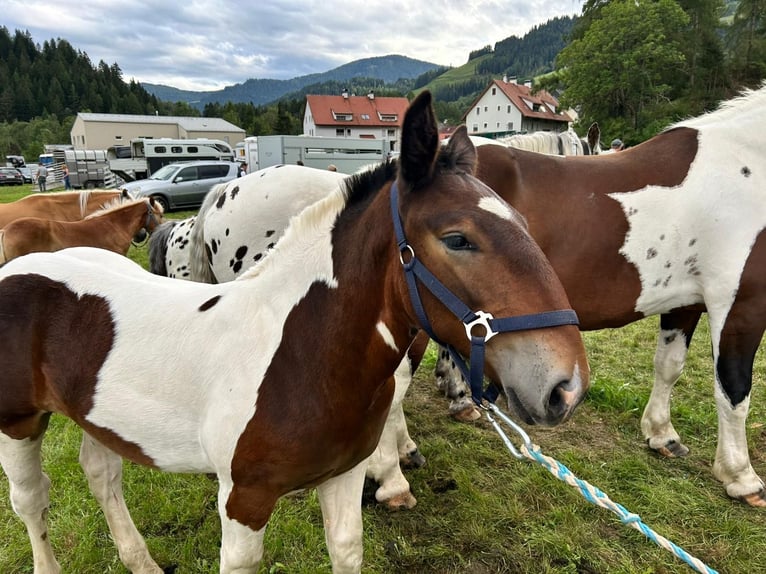 Noriker Hengst Fohlen (04/2026) Schecke in Wegberg
