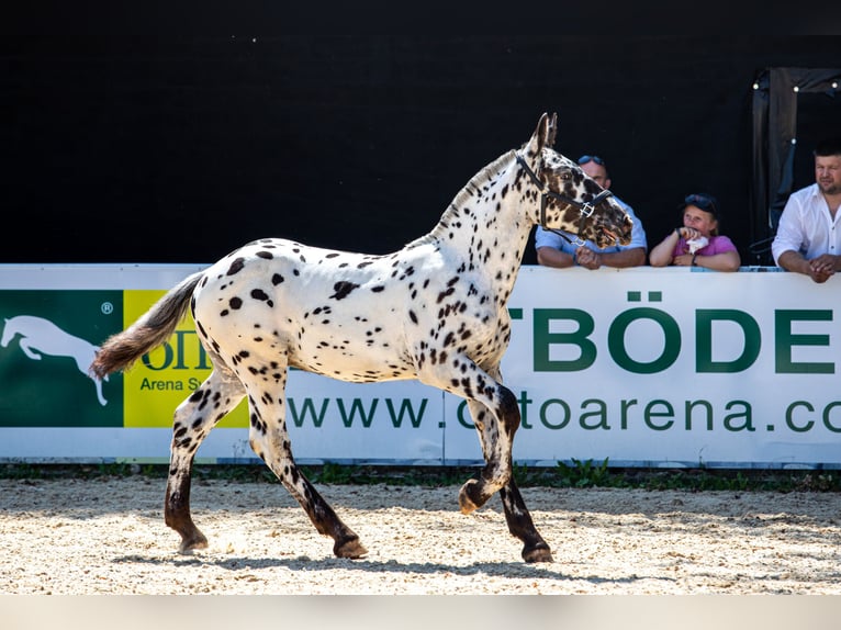Noriker Hengst Fohlen (03/2026) Tigerschecke in Losenstein