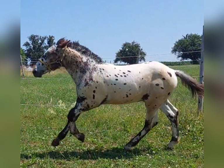 Noriker Hengst Veulen (03/2025) 120 cm Appaloosa in Stadl-Ufer