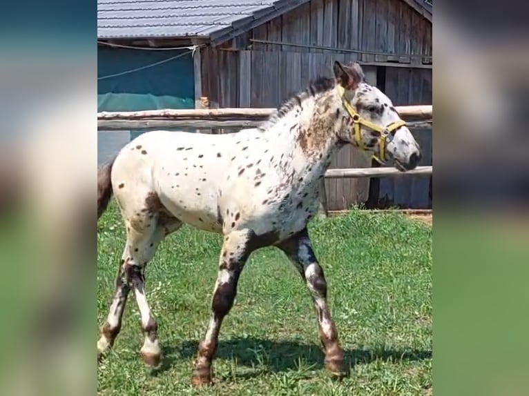 Noriker Hengst Veulen (03/2025) 120 cm Appaloosa in Stadl-Ufer