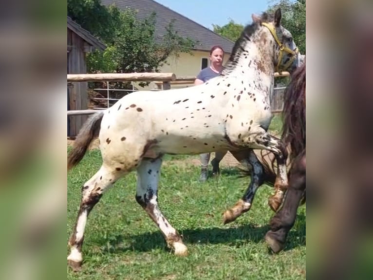 Noriker Hengst Veulen (03/2025) 120 cm Appaloosa in Stadl-Ufer