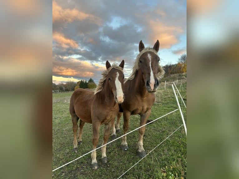 Noriker Hengst Veulen (03/2025) 165 cm Donkere-vos in N&#xF6;hagen