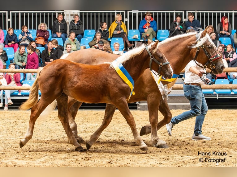 Noriker Hengst Veulen (03/2025) 165 cm Donkere-vos in N&#xF6;hagen