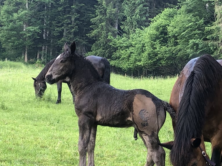 Noriker Hengst Veulen (05/2025) 165 cm Zwart in Kirchbach