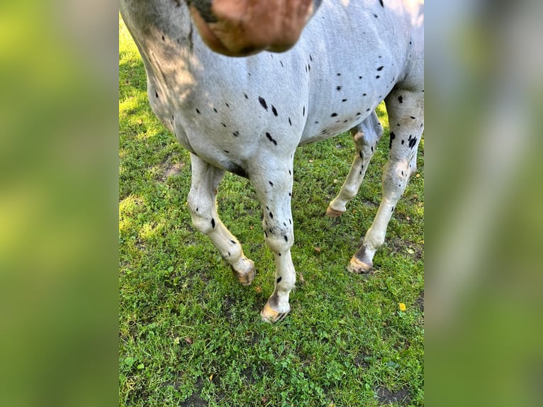 Noriker Hengst Veulen (04/2025) Appaloosa in Kappel