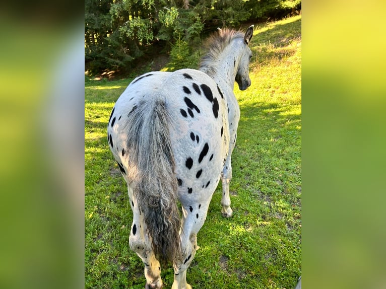Noriker Hengst Veulen (04/2025) Appaloosa in Kappel