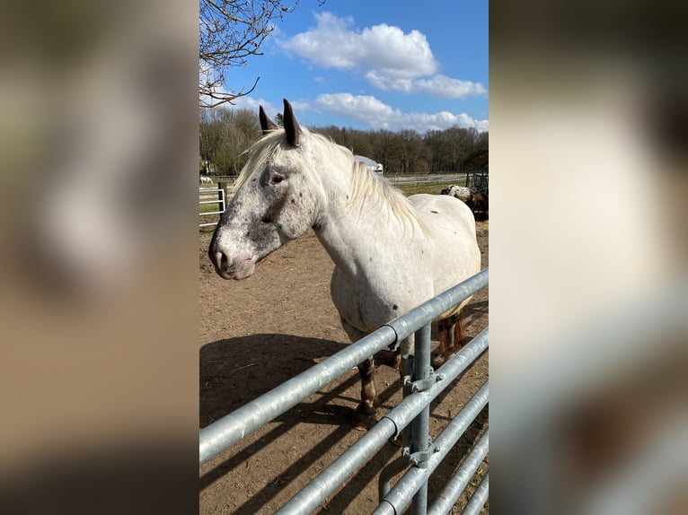 Noriker Hengst Veulen (04/2025) Appaloosa in Kappel