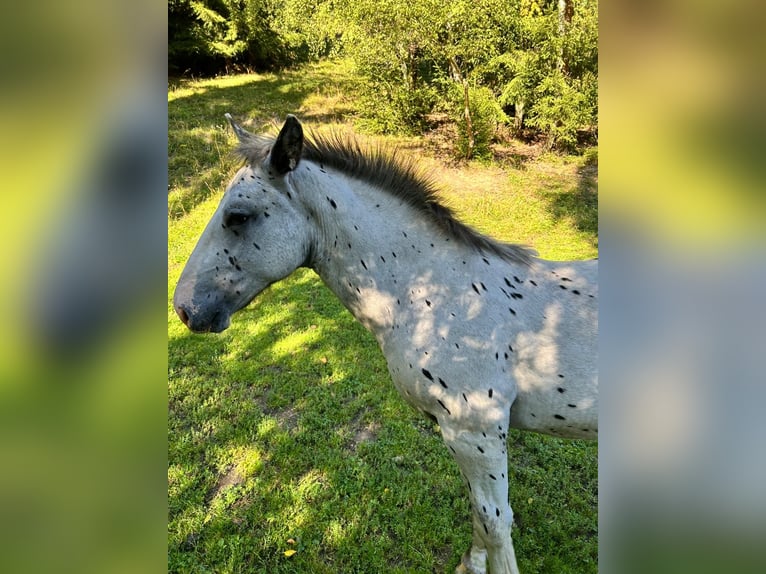 Noriker Hengst Veulen (04/2025) Appaloosa in Kappel