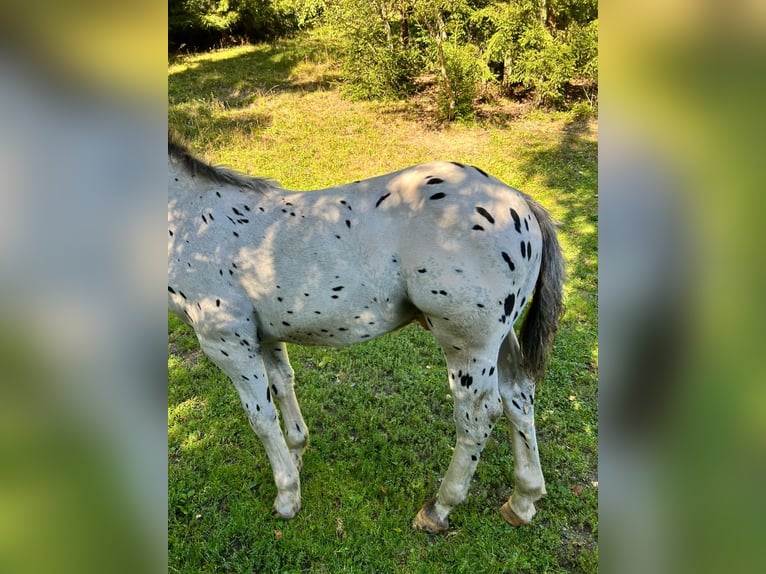 Noriker Hengst Veulen (04/2025) Appaloosa in Kappel