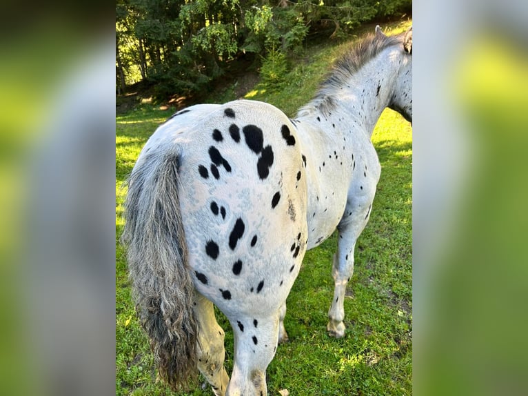 Noriker Hengst Veulen (04/2025) Appaloosa in Kappel