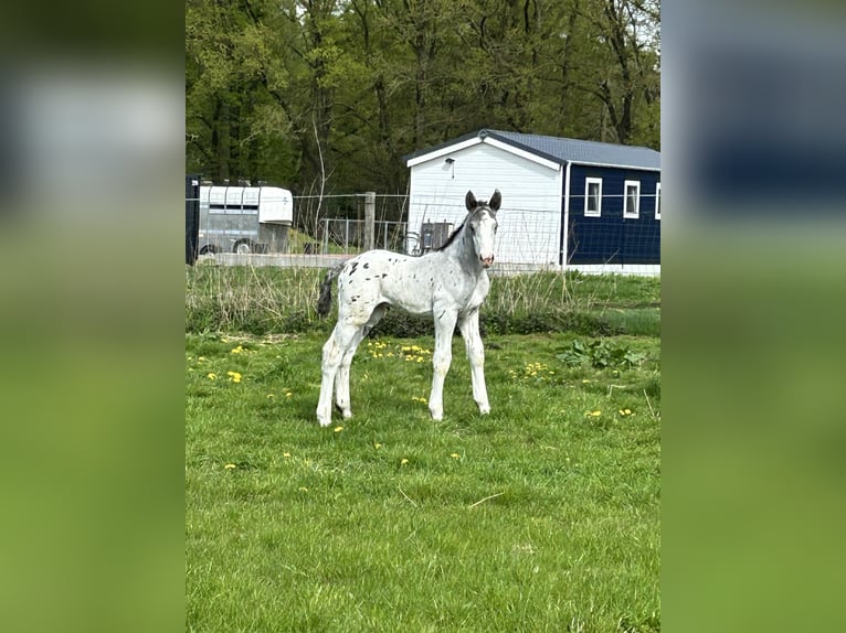 Noriker Hengst Veulen (04/2025) Appaloosa in Kappel