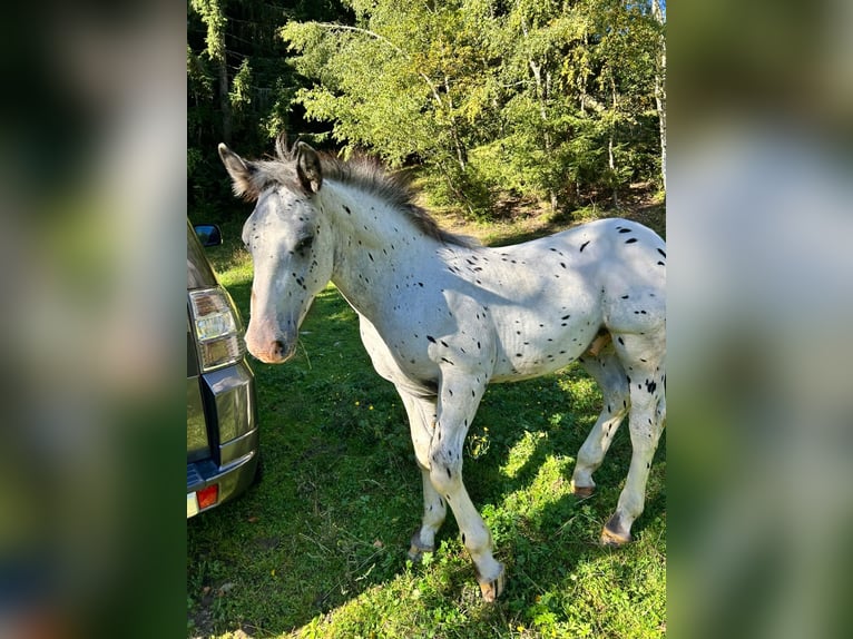 Noriker Hengst Veulen (04/2025) Appaloosa in Kappel