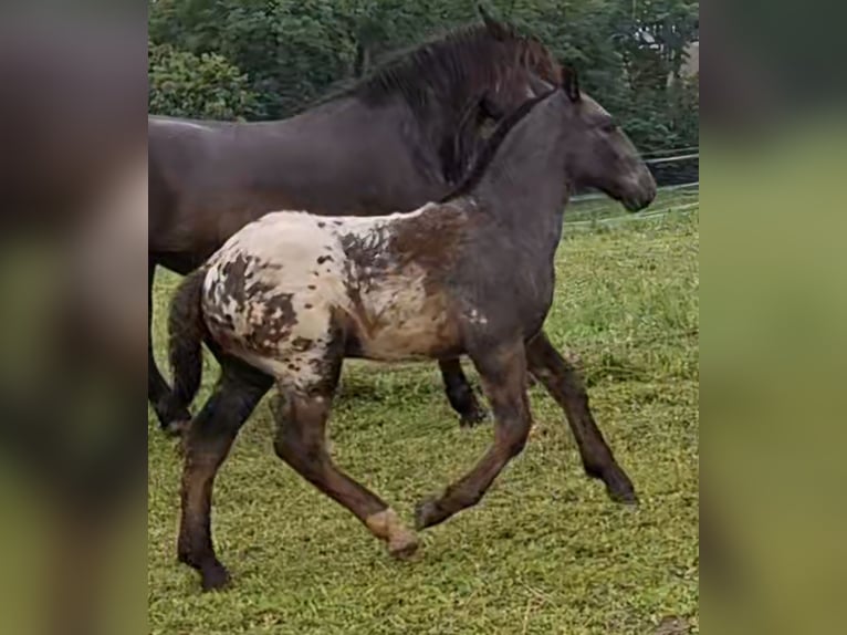 Noriker Hengst Veulen (01/2026) Appaloosa in Feyregg