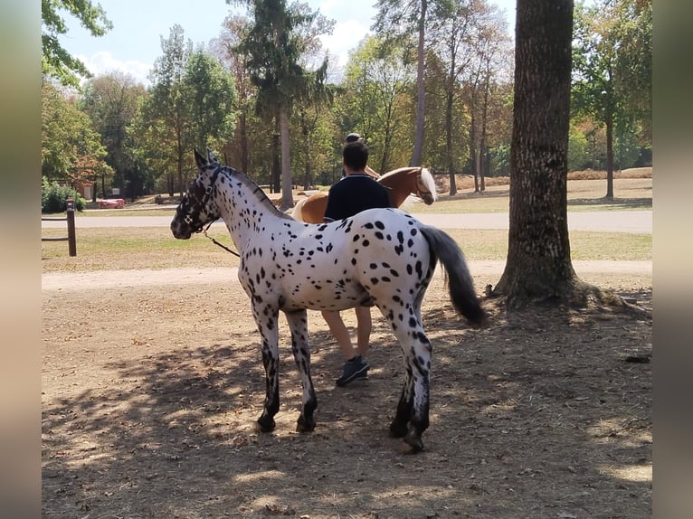 Noriker Hengst Veulen (03/2026) Appaloosa in Losenstein