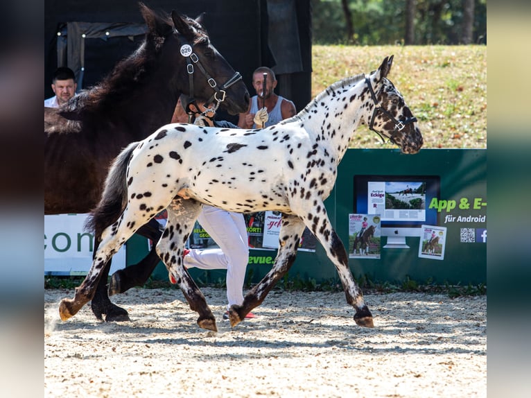Noriker Hengst Veulen (03/2026) Appaloosa in Losenstein