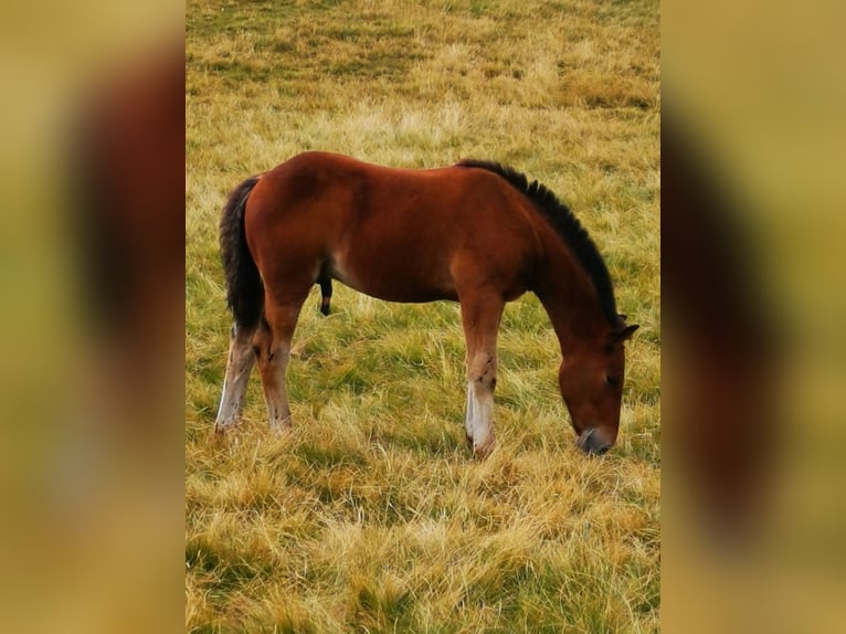 Noriker Hengst veulen (05/2024) Bruin in Krakaudorf