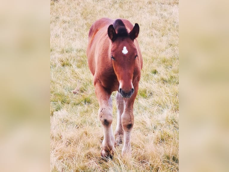 Noriker Hengst veulen (05/2024) Bruin in Krakaudorf