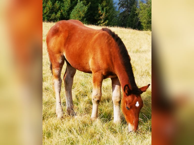 Noriker Hengst veulen (05/2024) Bruin in Krakaudorf