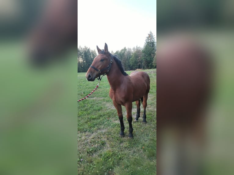 Noriker Hengst Veulen (03/2026) Bruin in Bad Herrenalb