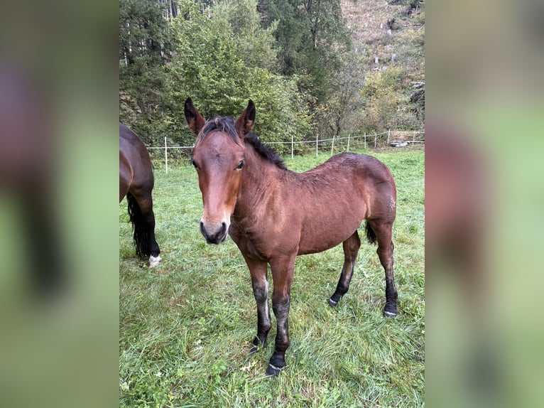 Noriker Hengst Veulen (05/2025) Donkerbruin in Rangersdorf