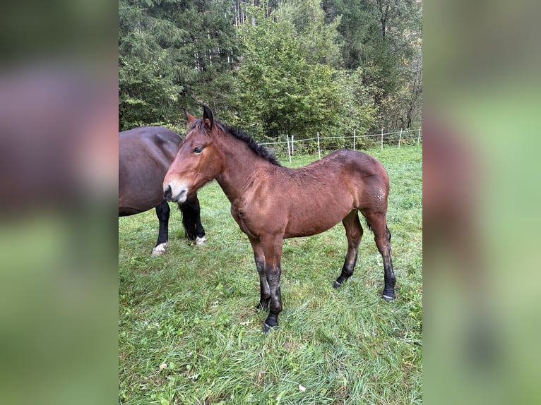 Noriker Hengst Veulen (05/2025) Donkerbruin in Rangersdorf