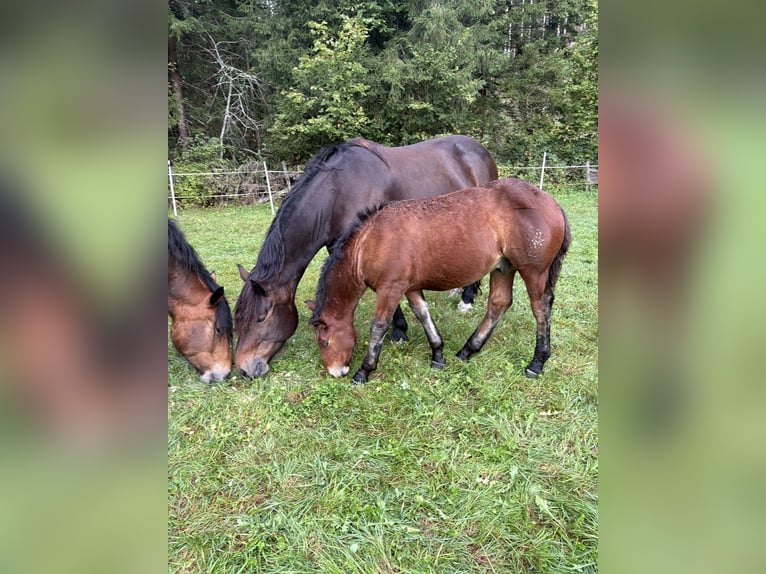 Noriker Hengst Veulen (05/2025) Donkerbruin in Rangersdorf