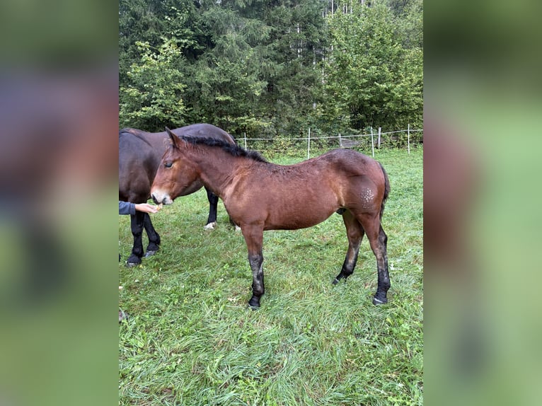 Noriker Hengst Veulen (05/2025) Donkerbruin in Rangersdorf