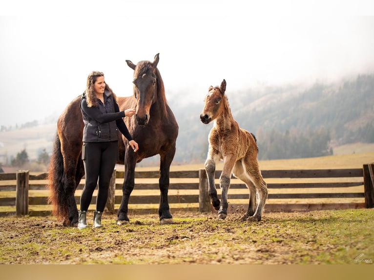 Noriker Hengst Veulen (03/2026) Donkerbruin in Erlbrücke