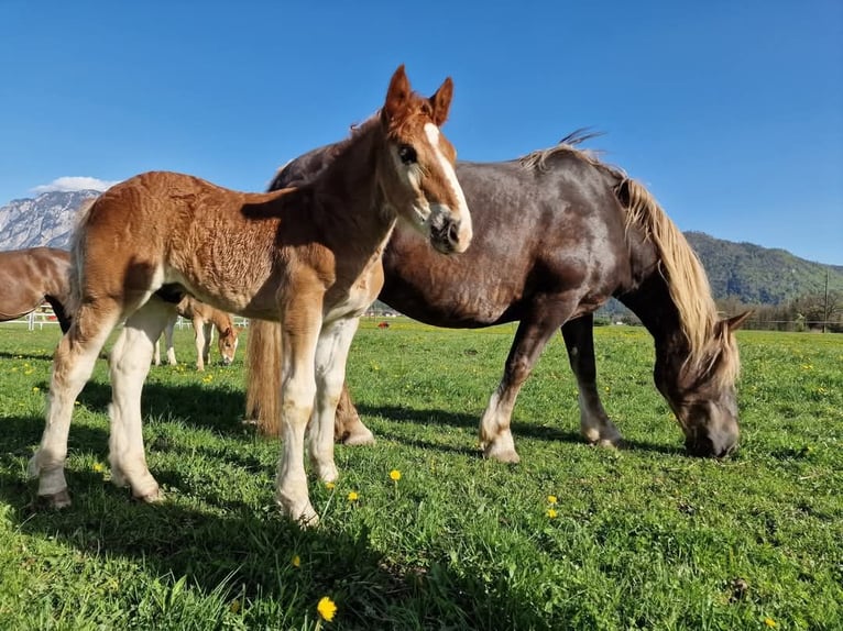 Noriker Hengst  Donkere-vos in Oberschütt