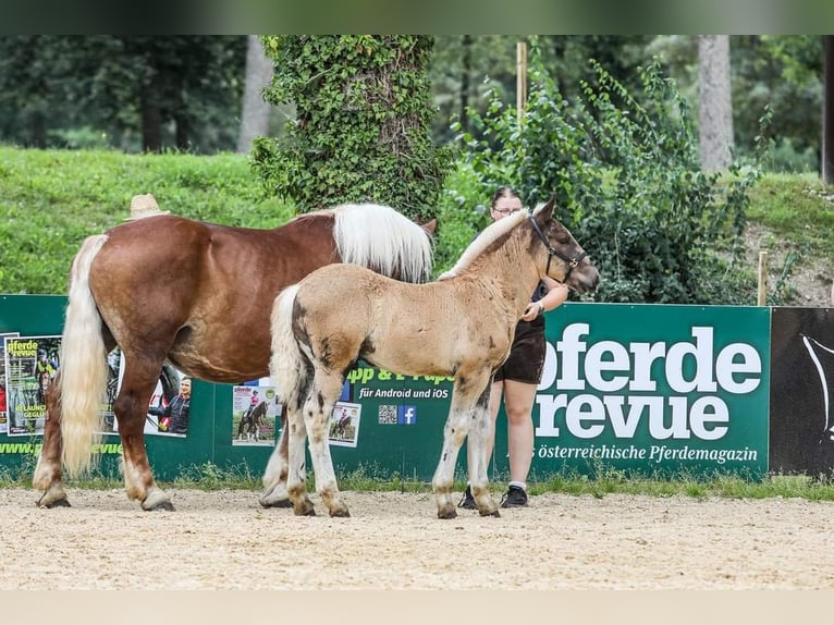 Noriker Hengst veulen (05/2024) Donkere-vos in Desselbrunn