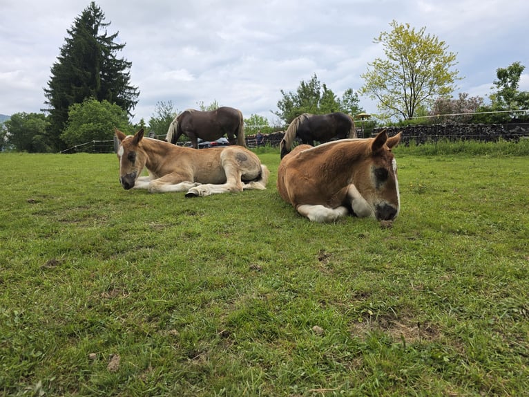 Noriker Hengst  Donkere-vos in St Leonhard