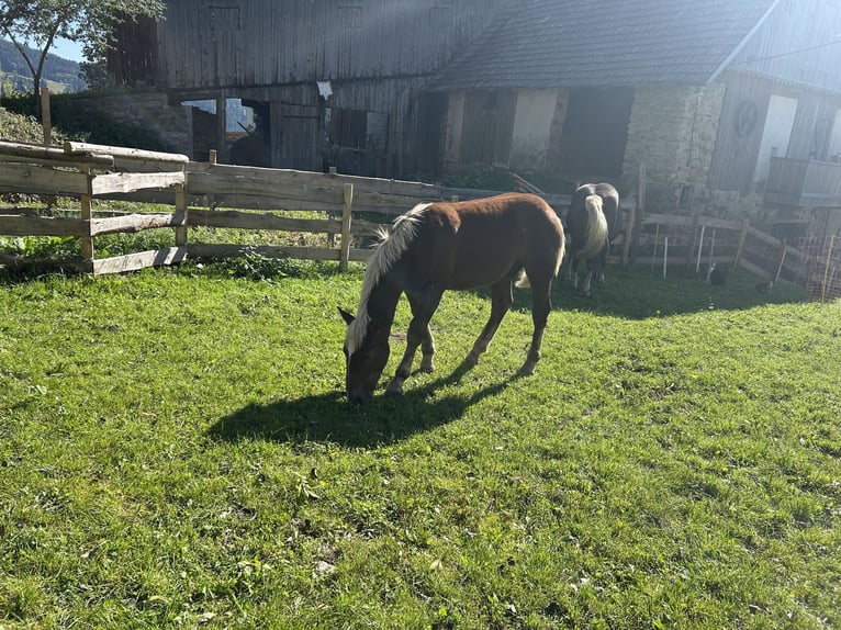 Noriker Hengst Veulen (02/2025) Donkere-vos in Witsch