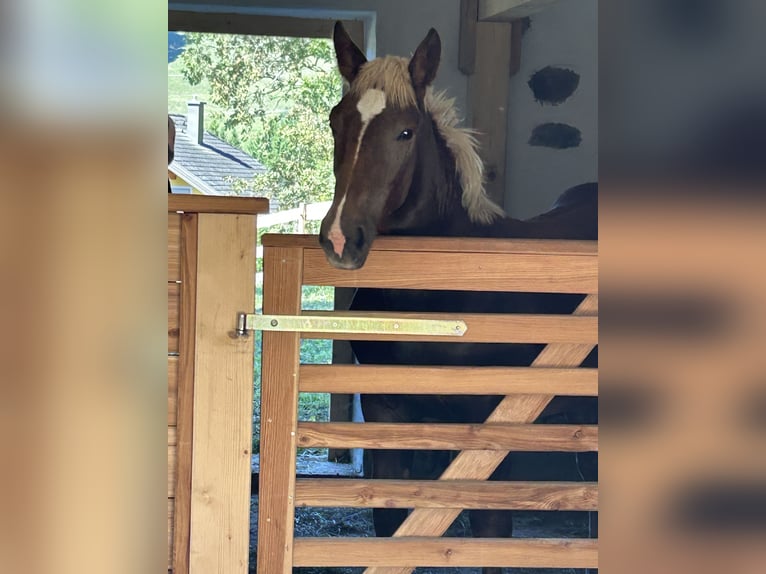 Noriker Hengst Veulen (02/2025) Donkere-vos in Witsch