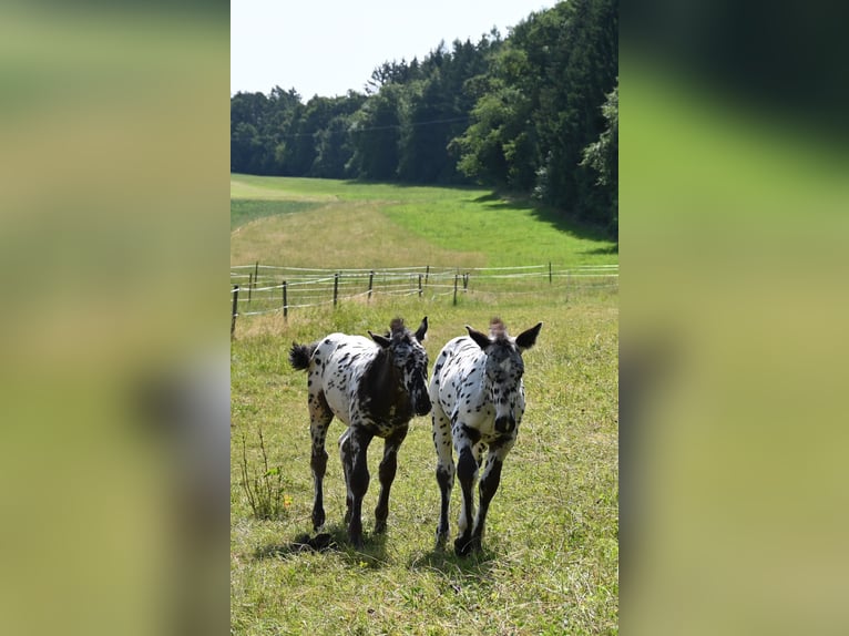 Noriker Hengst Veulen (03/2025) in Klettgau