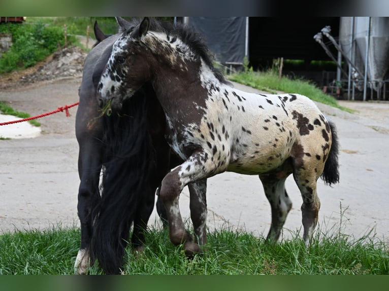 Noriker Hengst Veulen (03/2025) in Klettgau