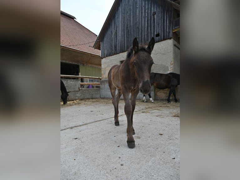 Noriker Hengst Veulen (04/2026)  in Klettgau