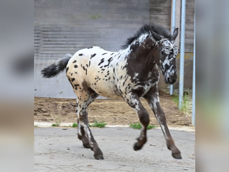 Noriker Hengst Veulen (03/2025) in Klettgau