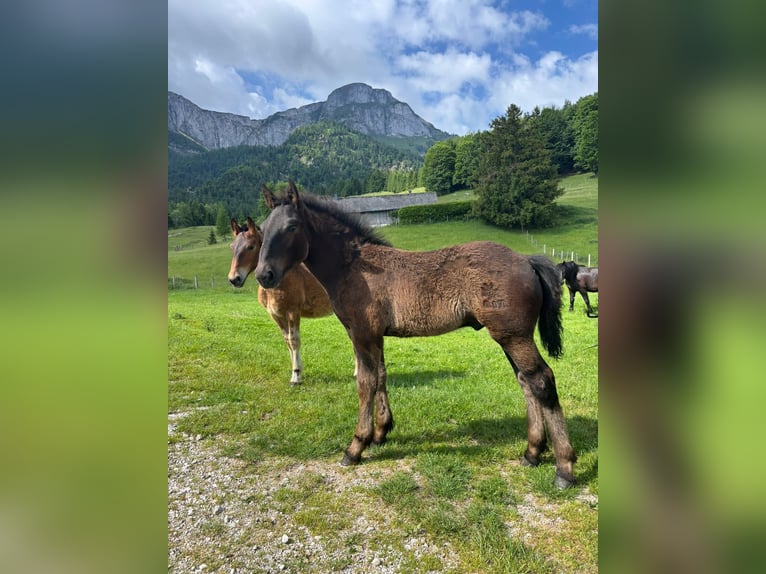 Noriker Hengst Veulen (02/2026) Zwart in Zell am Moos