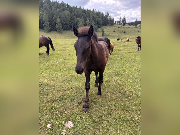 Noriker Hengst Veulen (02/2026) Zwart in Zell am Moos