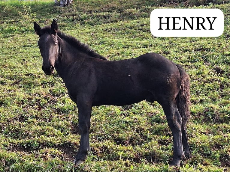 Noriker Hengst Veulen (04/2025) Zwart in St. Johann im Pongau